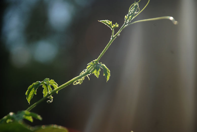 stem of a green plant backlit - a close up of a plant with a plant in the background