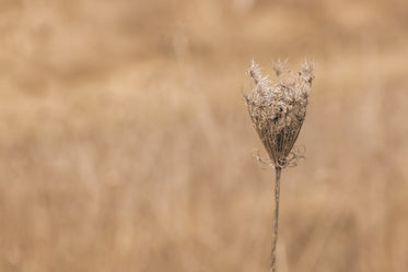stem of queen annes lace