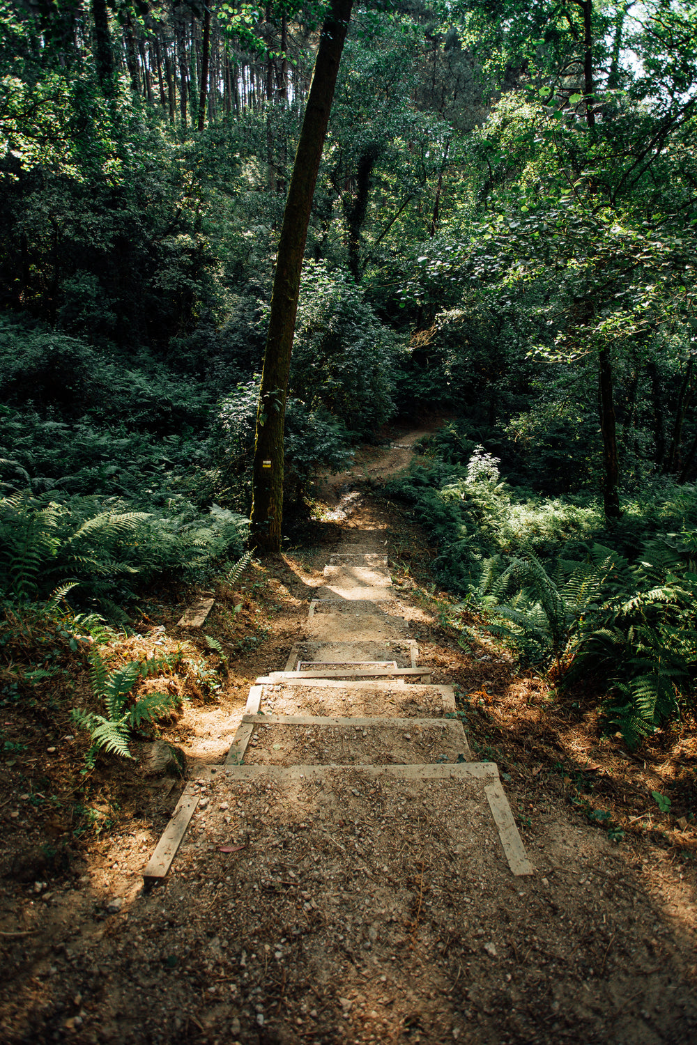 steps down into a lush forest