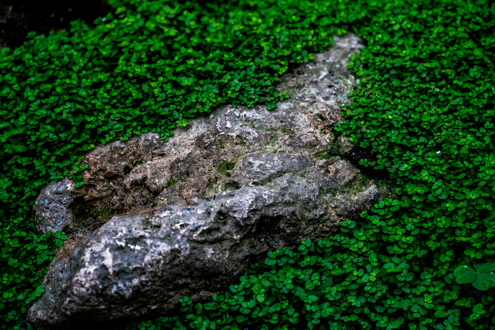 stone surrounded by ground cover