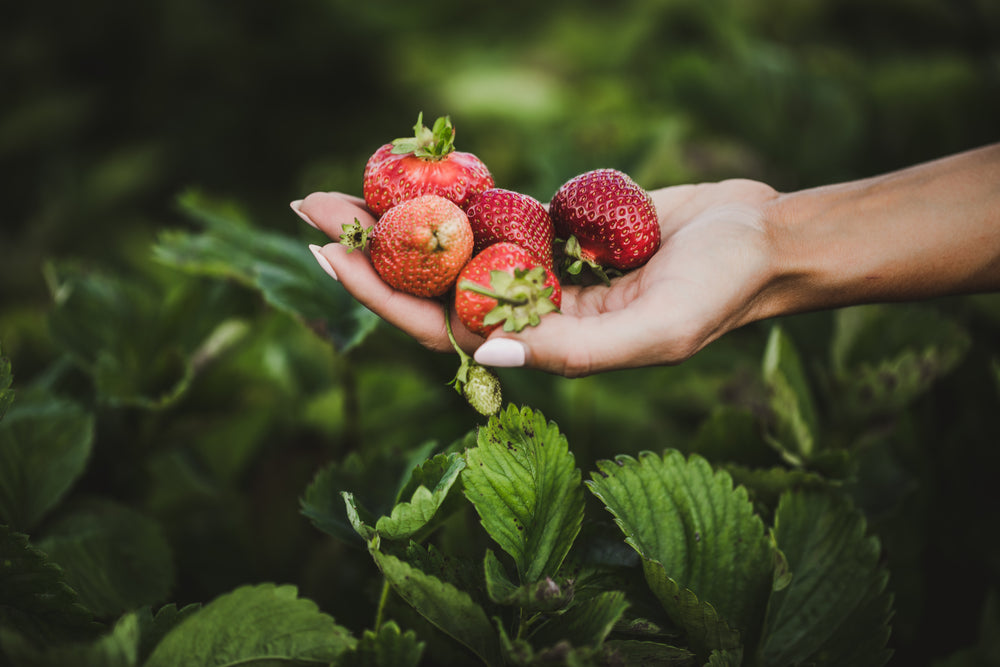 strawberries in hand