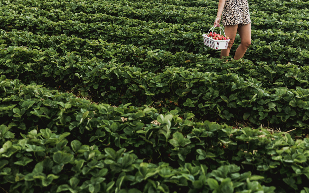 strawberry field