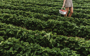 strawberry field