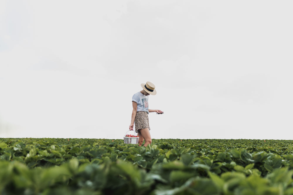 strawberry picking day