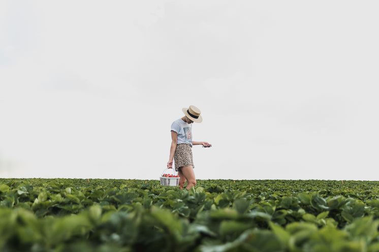 Strawberry Picking Day