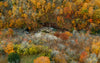 stream and waterfalls trailing through autumn forest