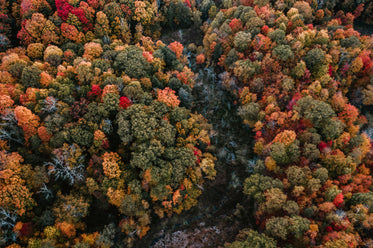 stream nestled between fall trees