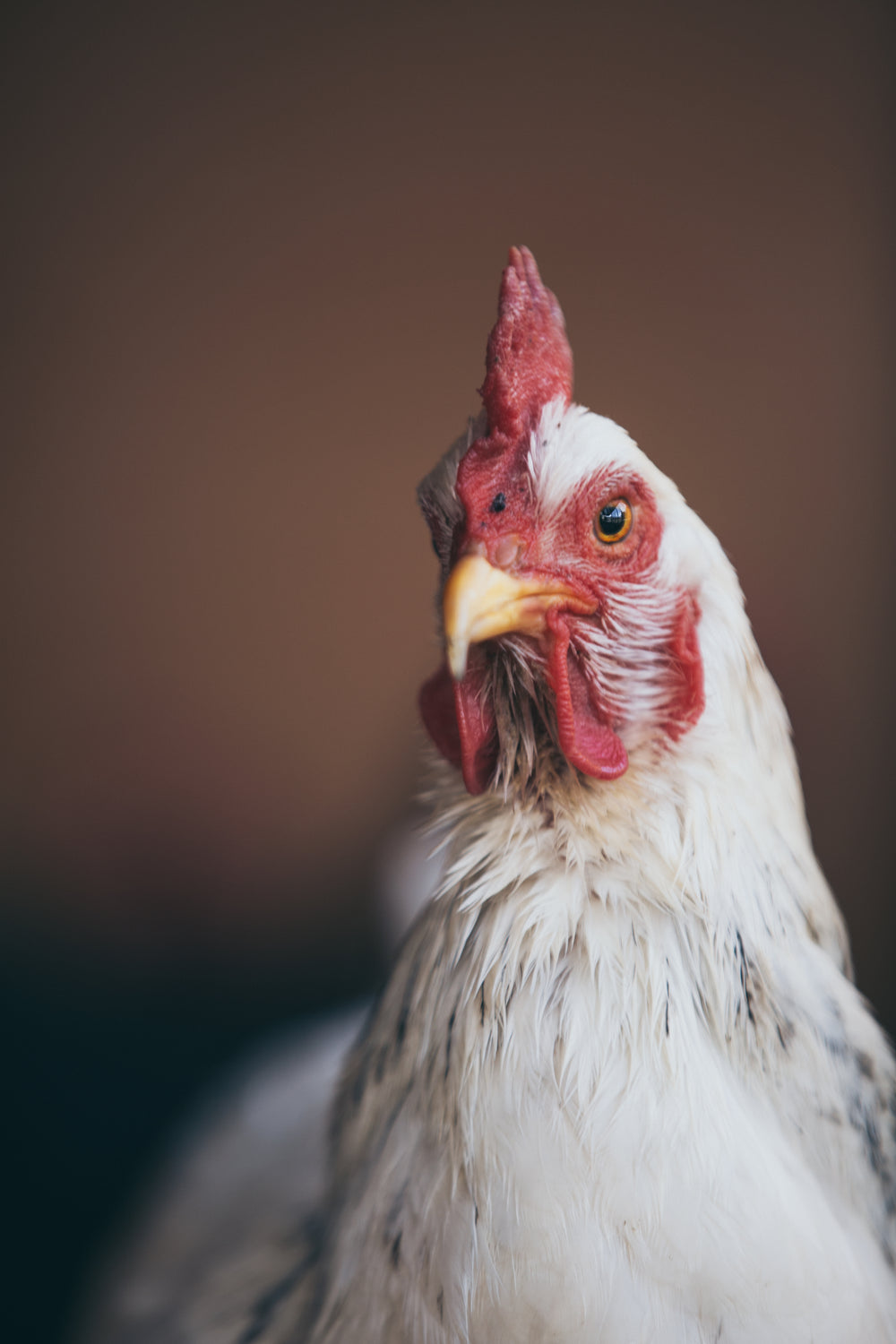 striking white chicken portrait