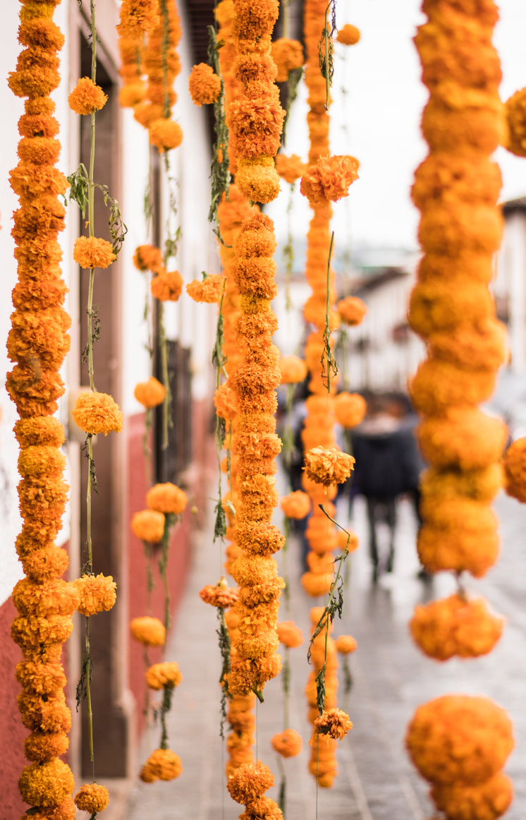 Strings Of Marigolds Hung On The Street