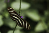 striped butterfly resting on a purple flower