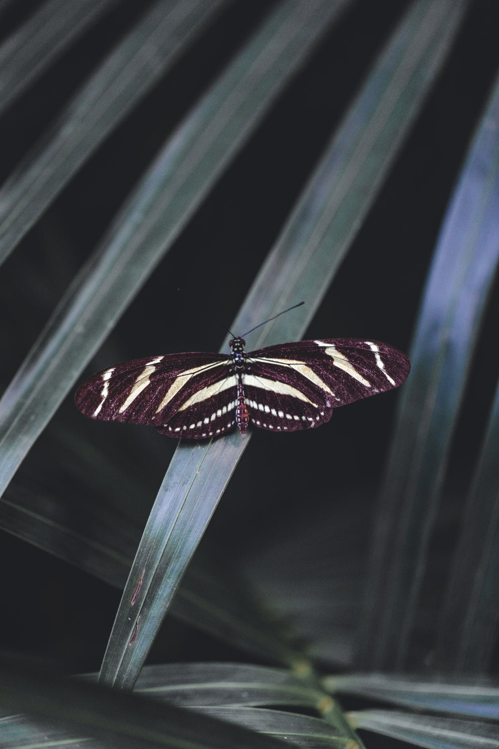 striped butterfly with open wingspan on leaf