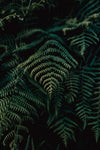 subtly illuminated fern leaves in green