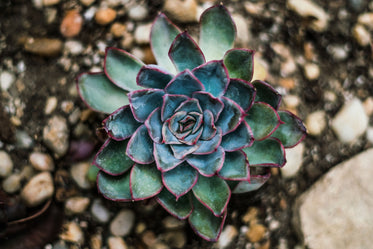 succulent closeup