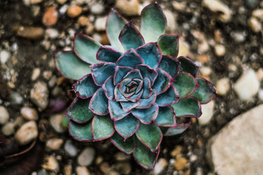 succulent closeup