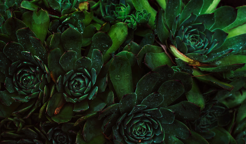 succulent plant cluster close up - a bunch of flowers with a bunch of flowers in the middle of the p