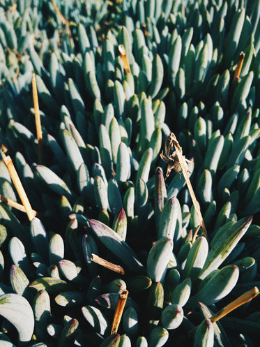 succulent plants reach for the sun