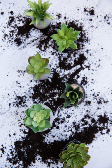 succulents on messy table