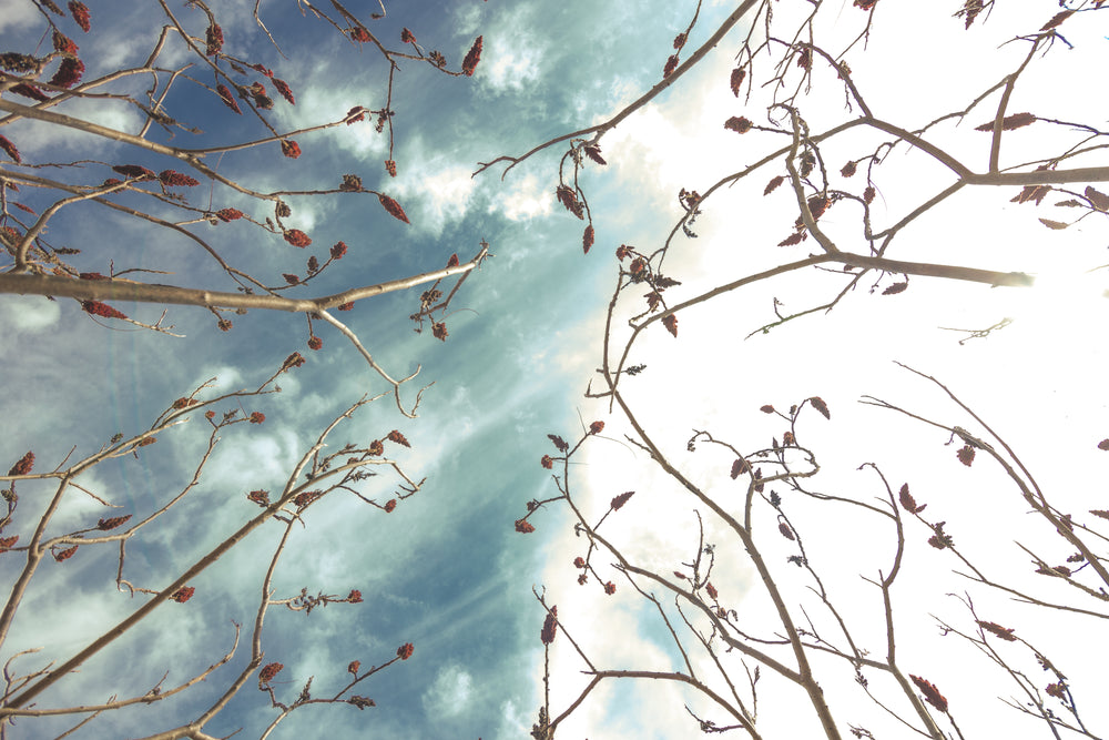 sumac field look up