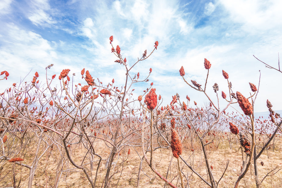 Sumac In Spring Browse Free HD Images of Sumac Field On Spring Afternoon