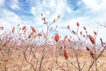 sumac field on spring afternoon