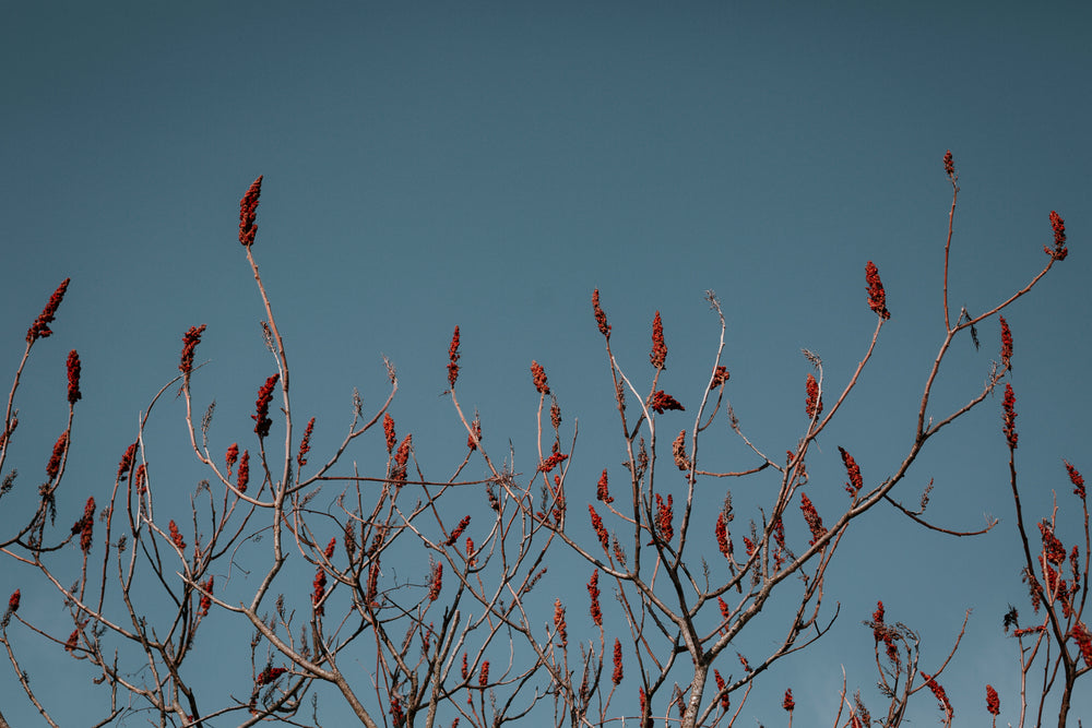sumac tree against a clear blue sky