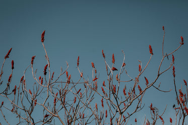 sumac tree against a clear blue sky