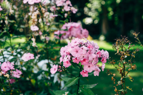 summer garden with pink phlox