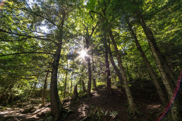 sun beams through forest