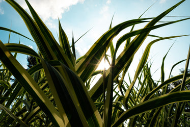 sun behind some plants