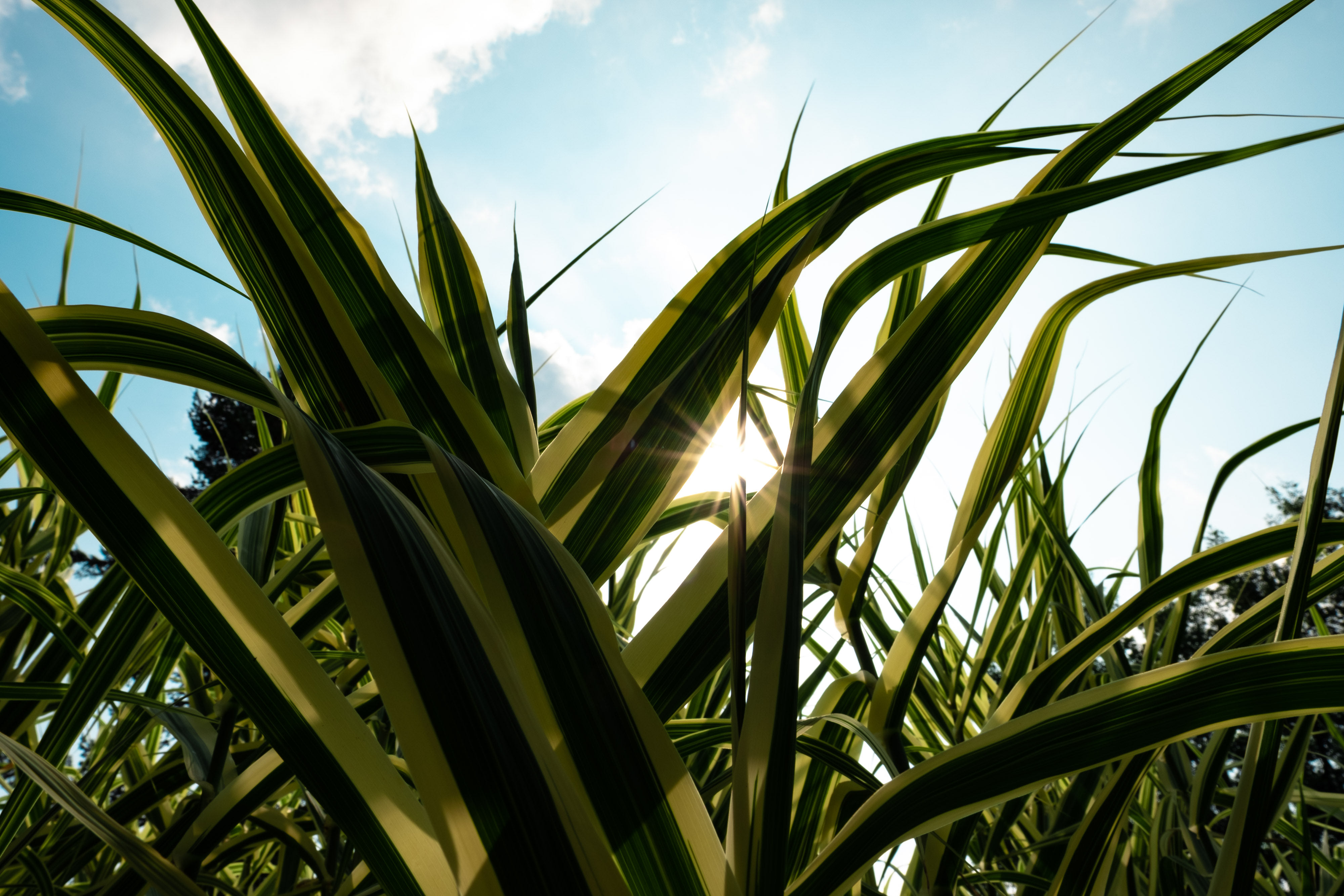 Sun behind plants