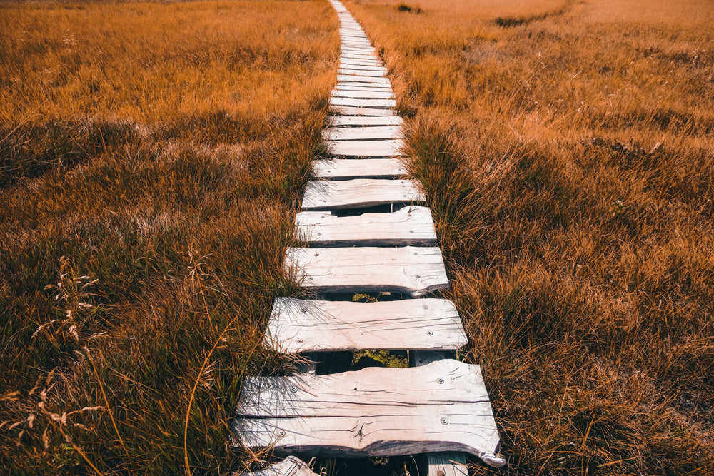 sun bleached wooden walkway through tall grass