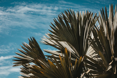 sun-crisped palm leaves reach for the sun against a blue sky