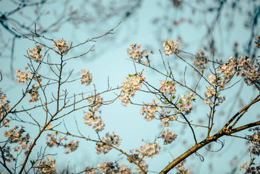 sun lit cherry blossom branches