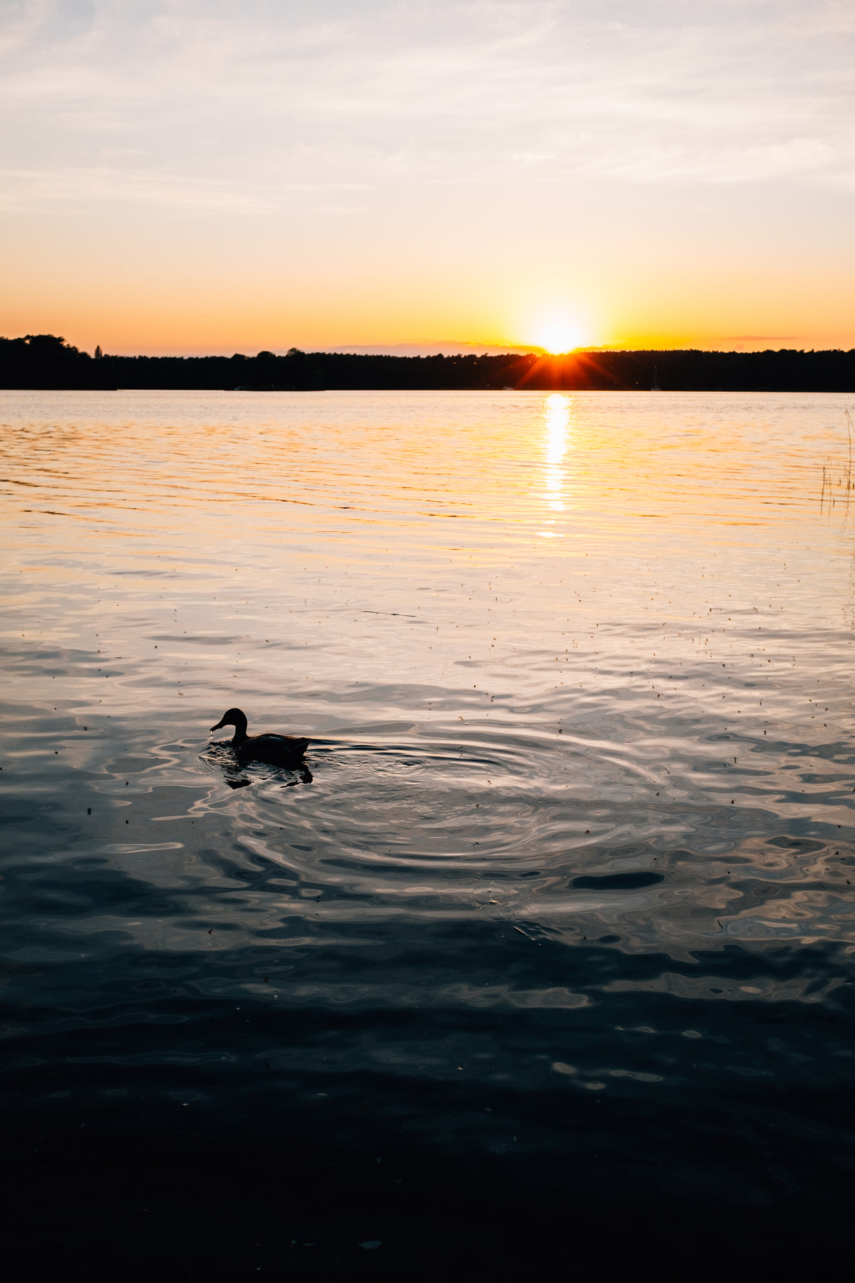 sun sets behind trees as a duck floats on the water