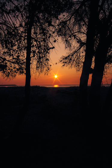 sun sets through two tall silhouetted trees