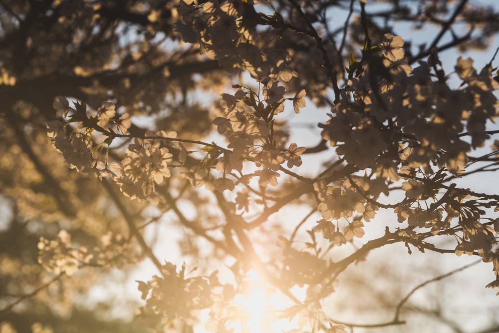 sun shines through cherry blossoms