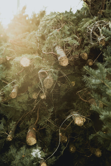 sun shining through a stack of trees