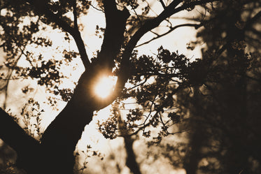 sun shinning between tree branches