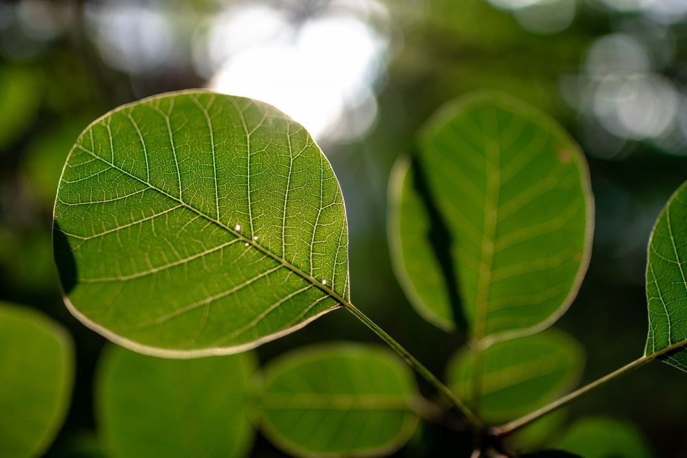 sun through green leaves