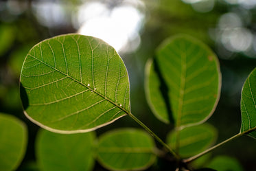 sun through green leaves