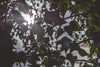 sun through poplar tree leaves
