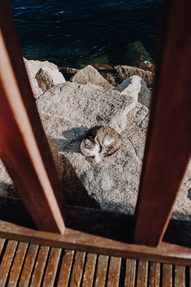 sunbathing cat