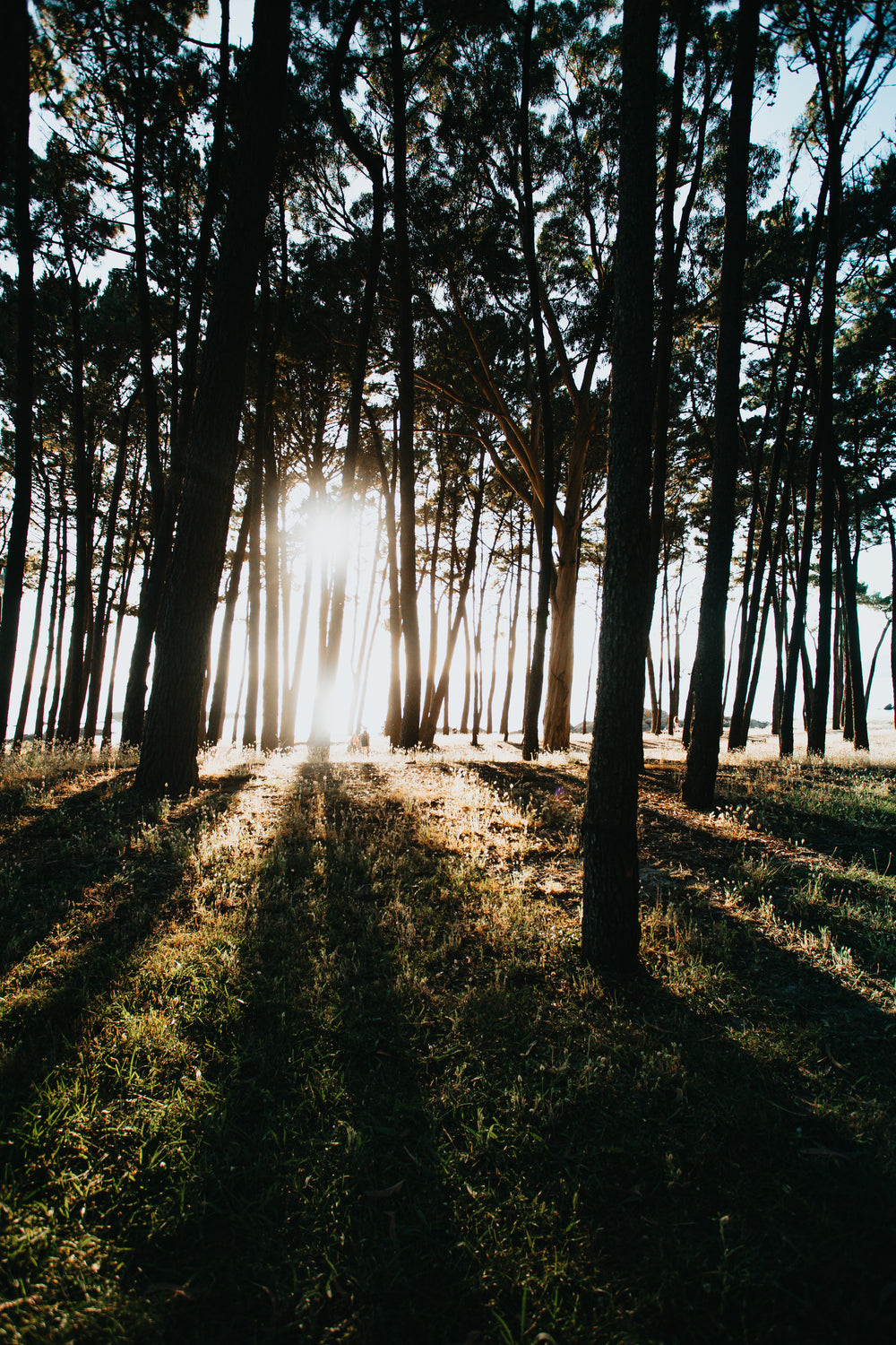 sunbeams rising through forest trees