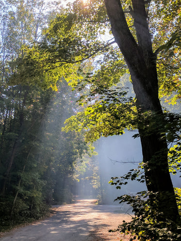 sunbeams streak through forrest trees