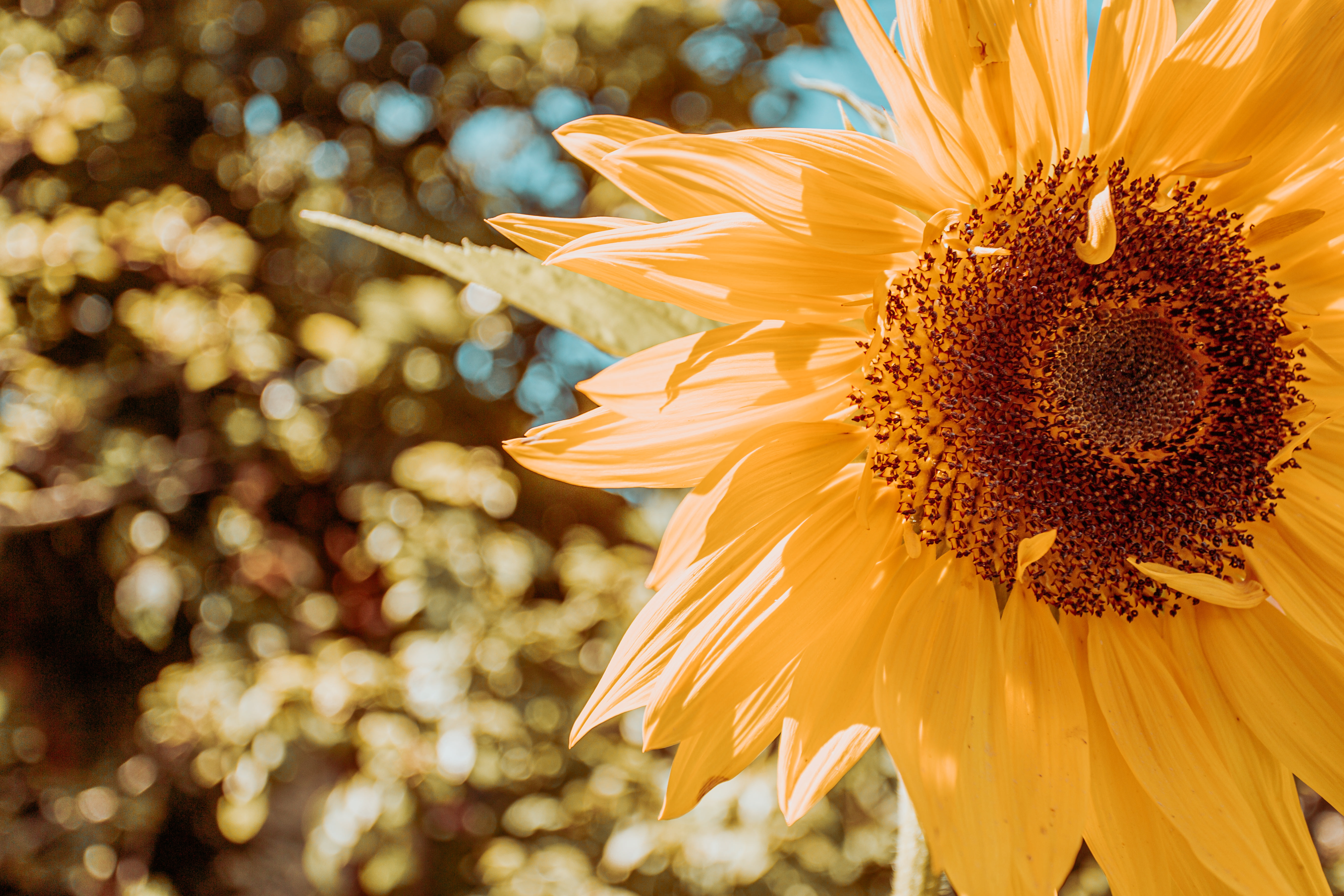 Sunflower Fills Center Of A Frame