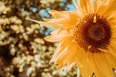 sunflower fills center of a frame