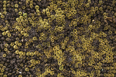 sunflower head texture close up