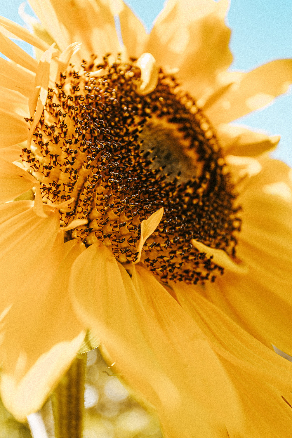 sunflower looks up towards the sun