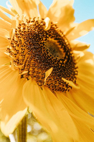 sunflower looks up towards the sun