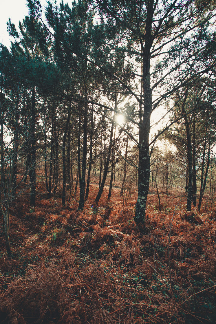 sunlight-between-autumn-trees.jpg?width=746&format=pjpg&exif=0&iptc=0